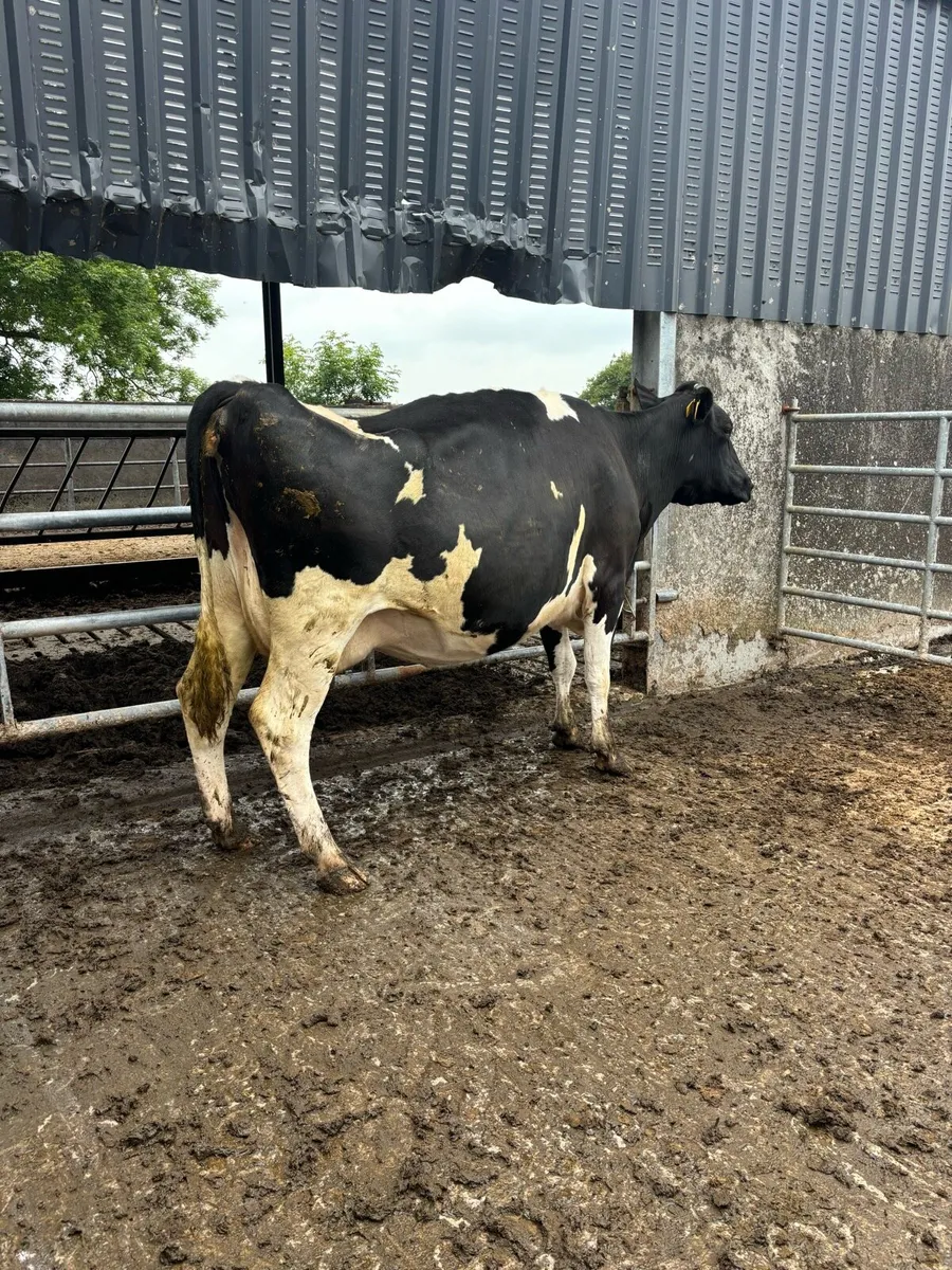 Springing young cow - Image 3