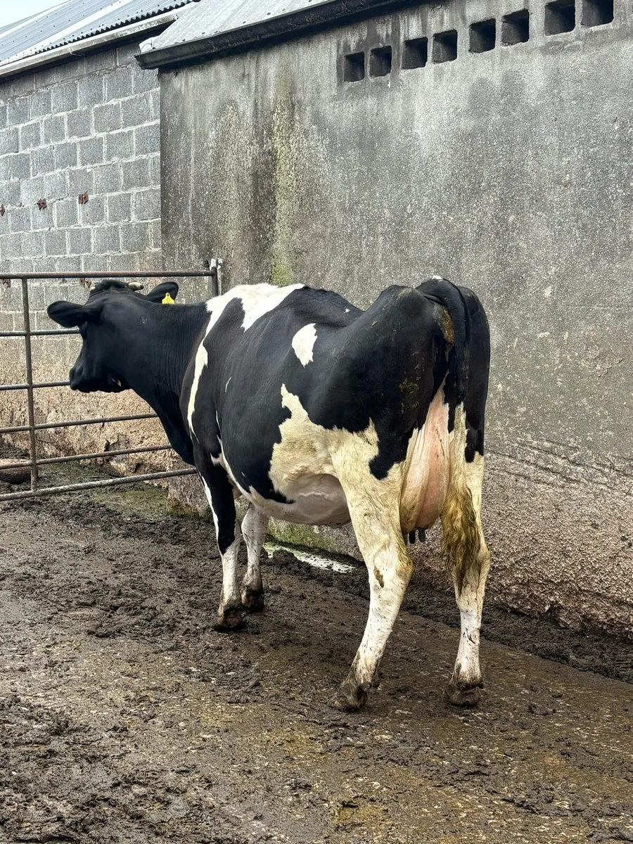 Springing young cow - Image 4