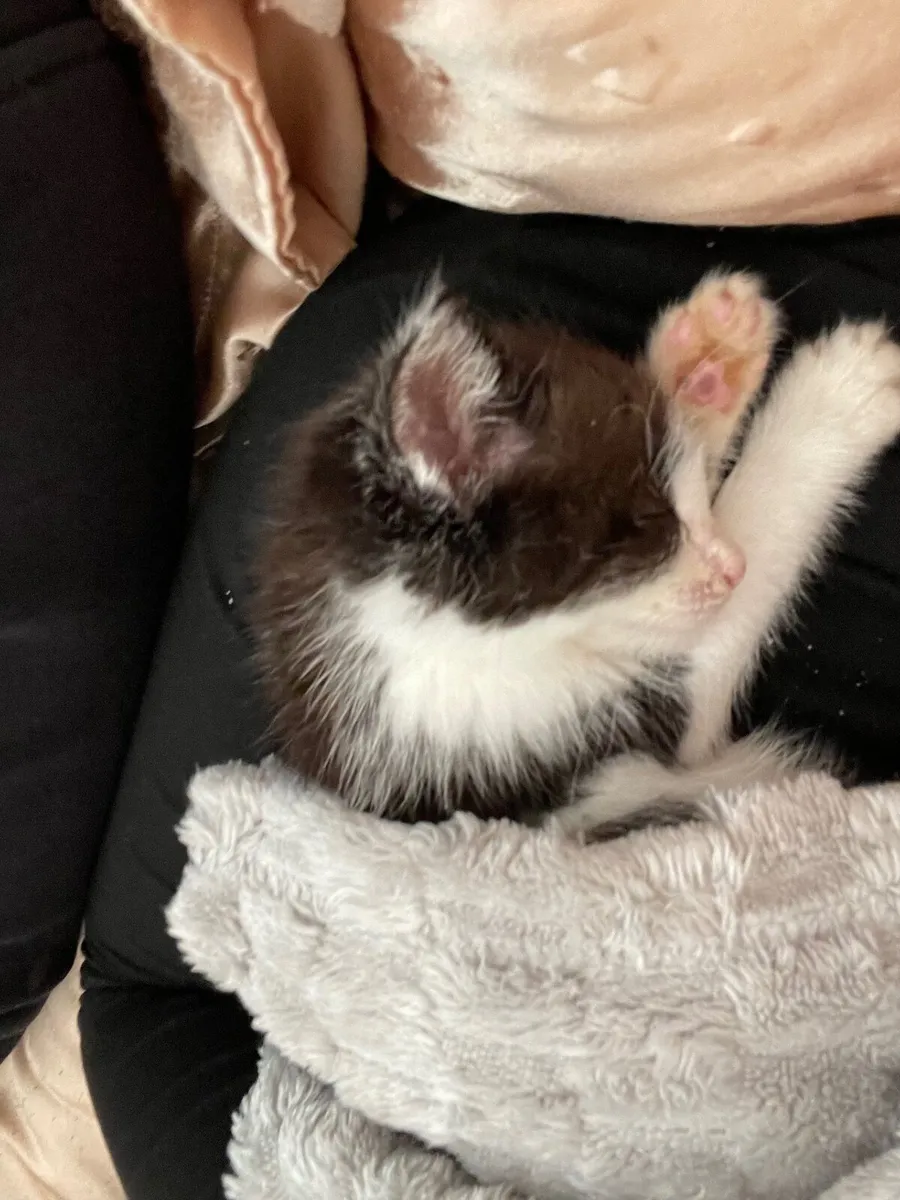 Kitten - Image 1