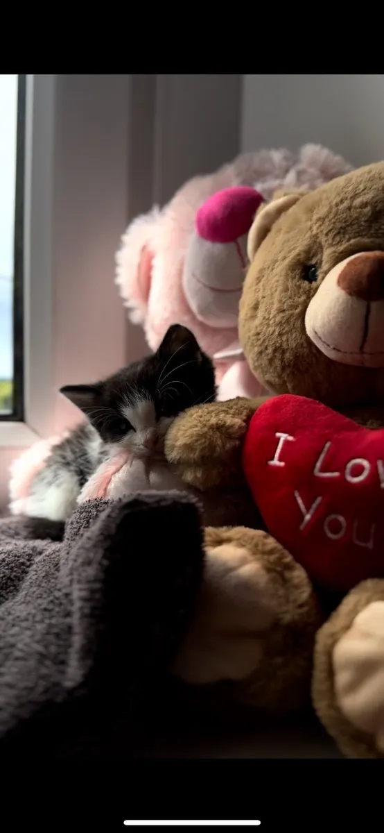Kitten - Image 2