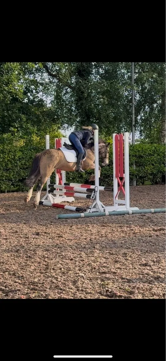 13.2hh pony - Image 1