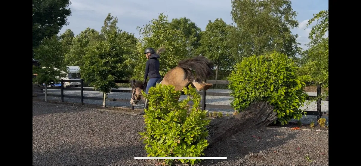 13.2hh pony - Image 2