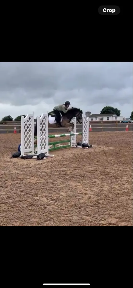 13.2hh pony - Image 3