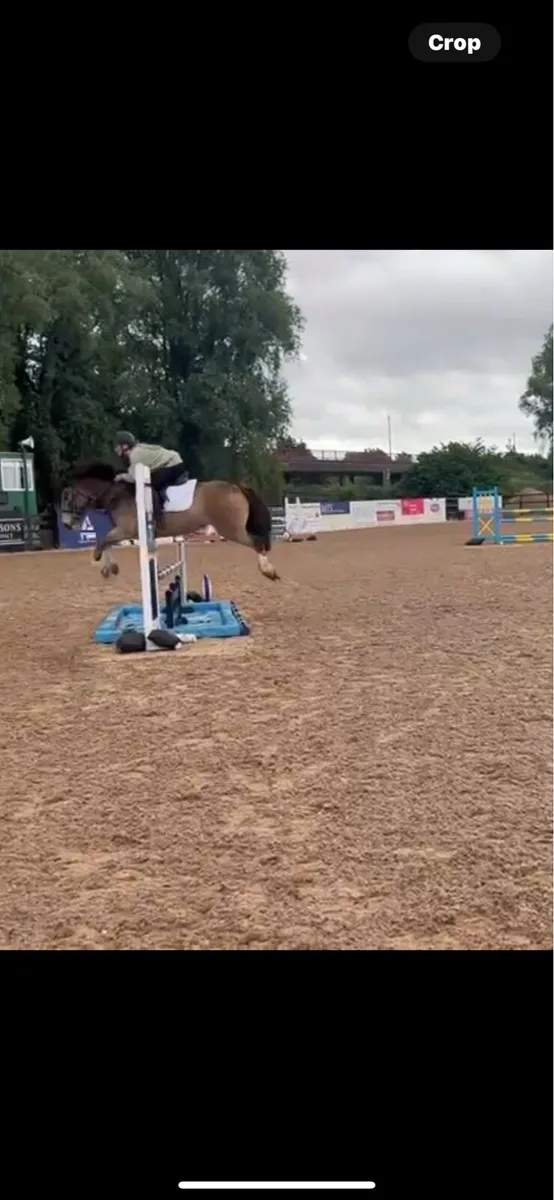 13.2hh pony - Image 4