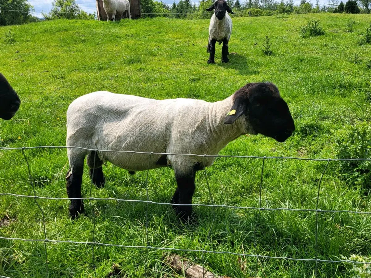 RAM SALE - Image 2
