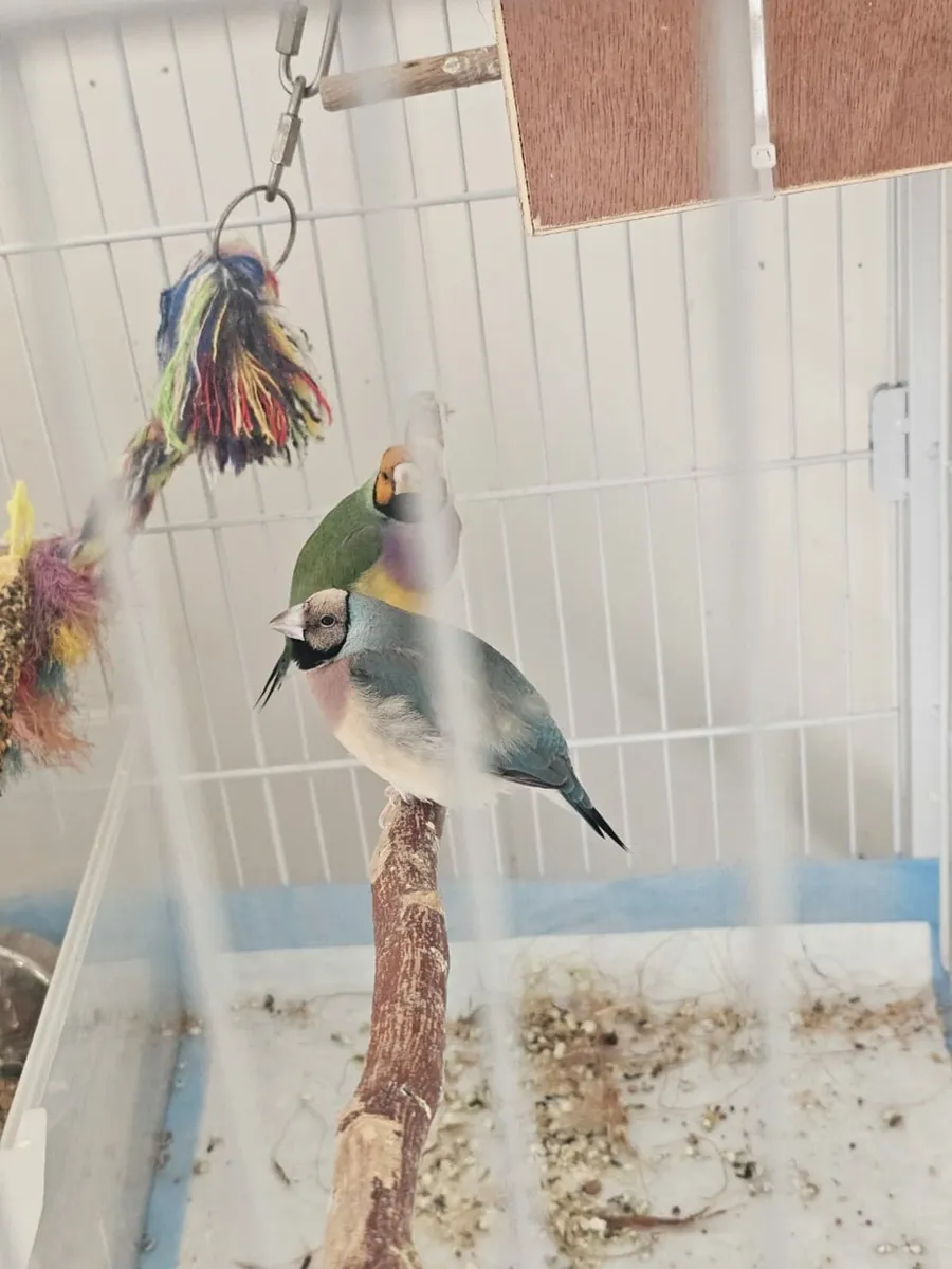 Gouldian finch - Image 1