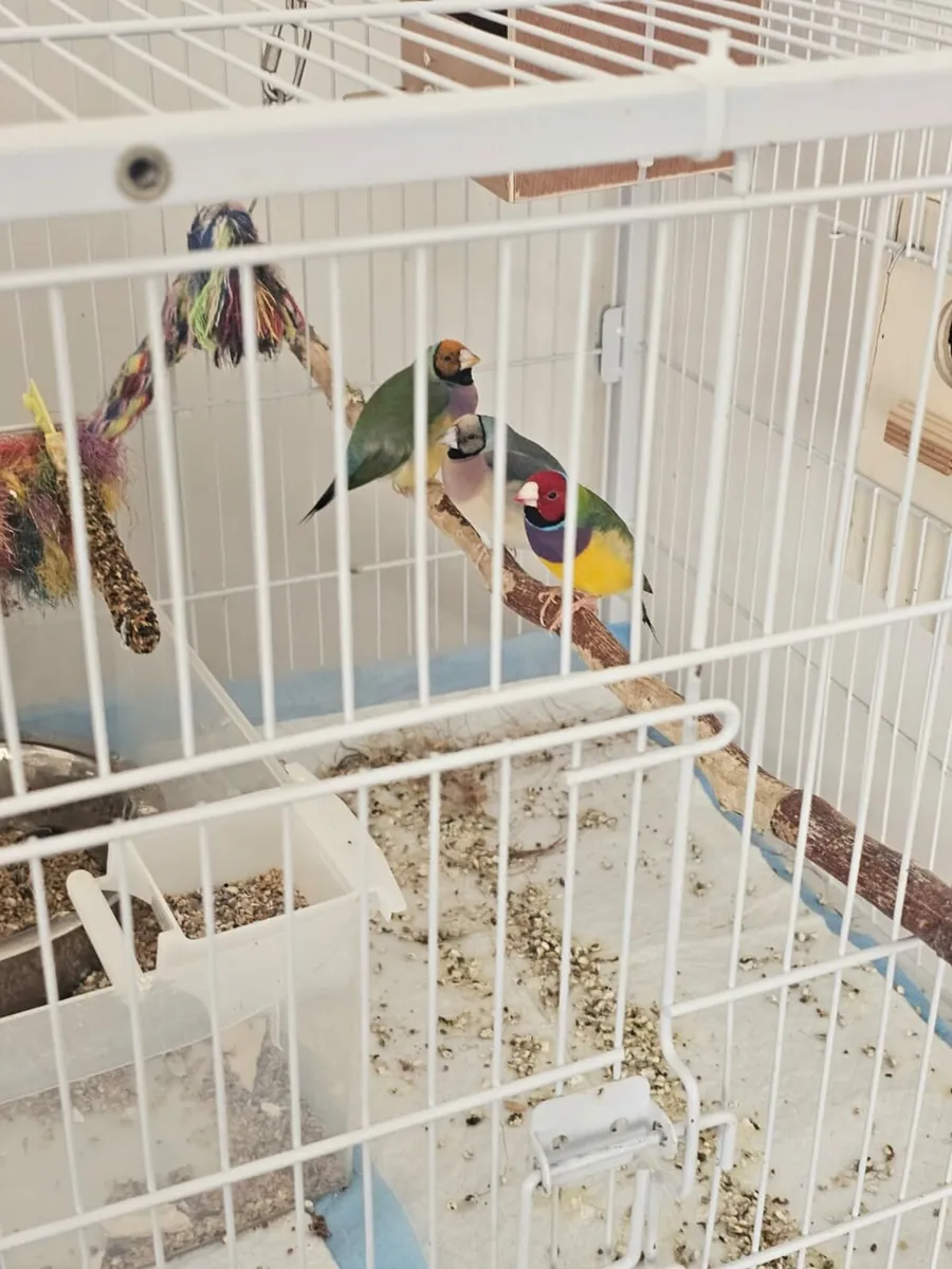 Gouldian finch - Image 2