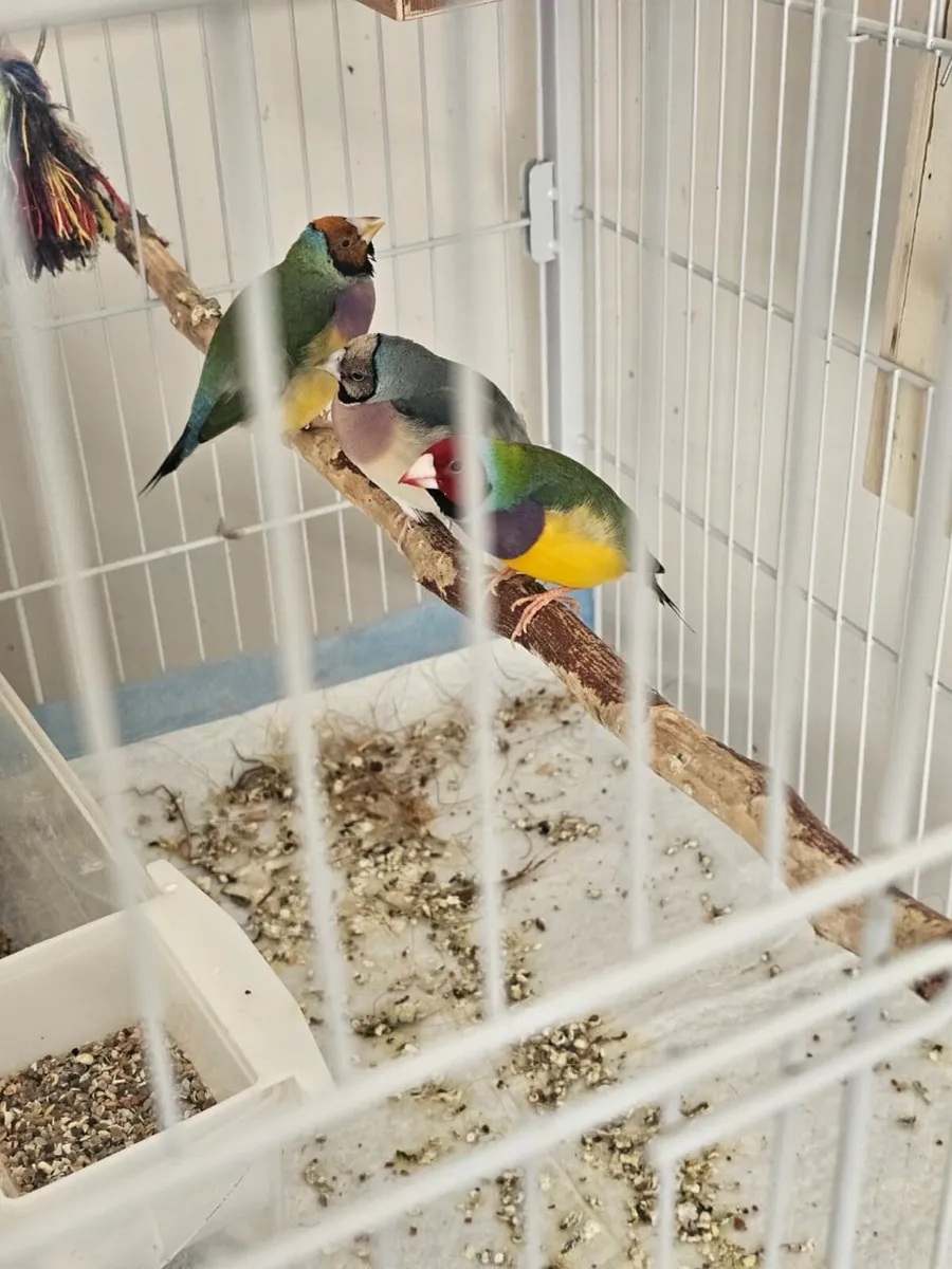 Gouldian finch - Image 3
