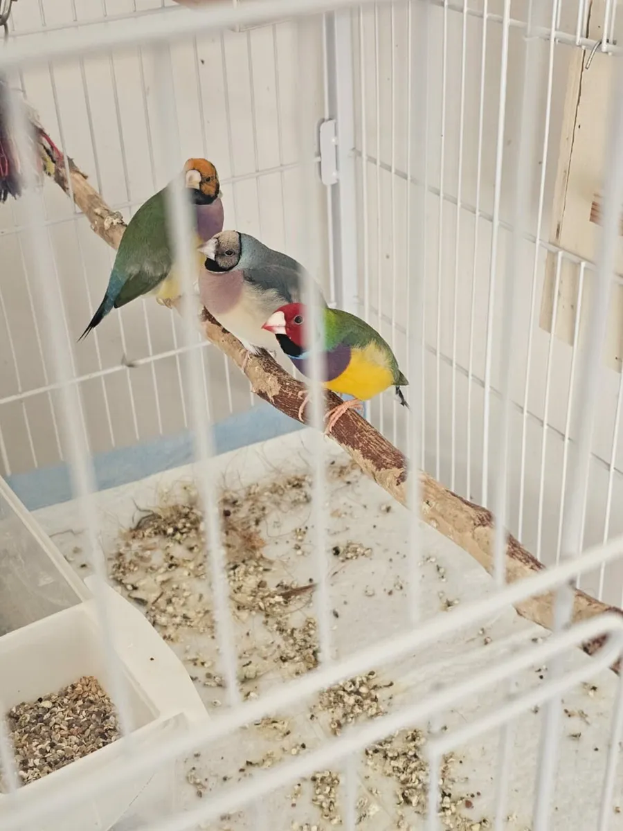 Gouldian finch - Image 4