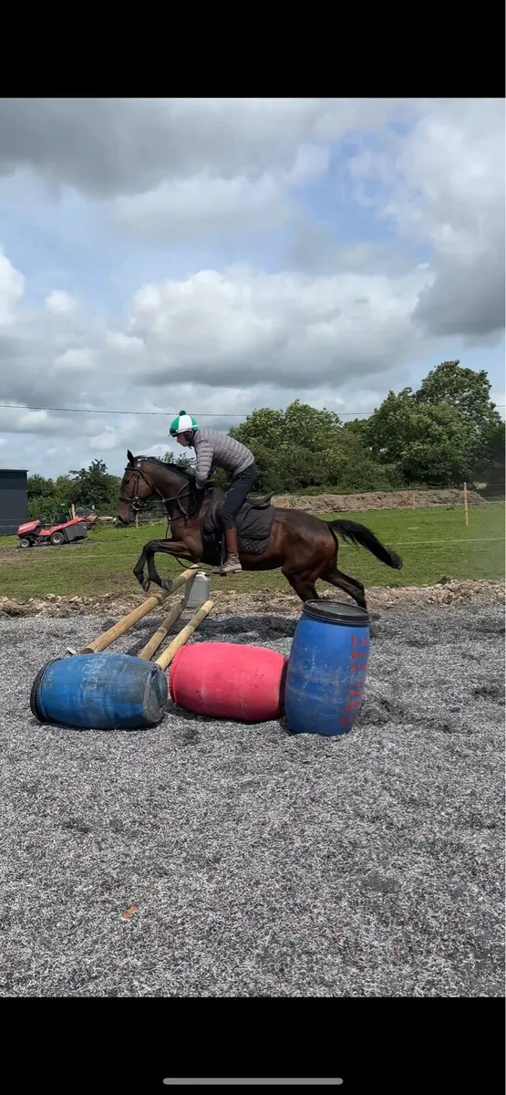 16hh Mare - Image 3