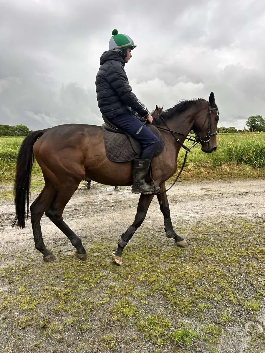 16hh Mare - Image 4