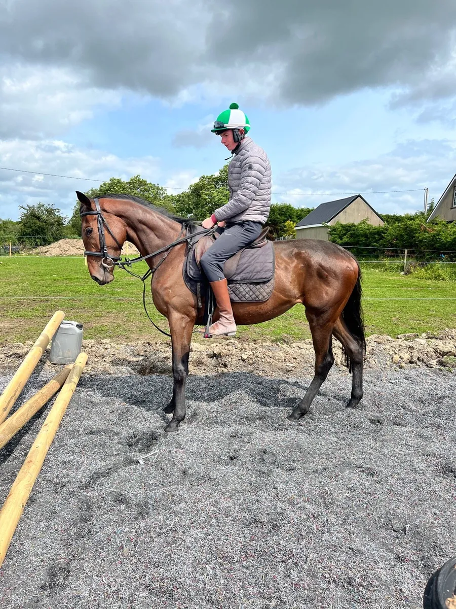16hh Mare - Image 1