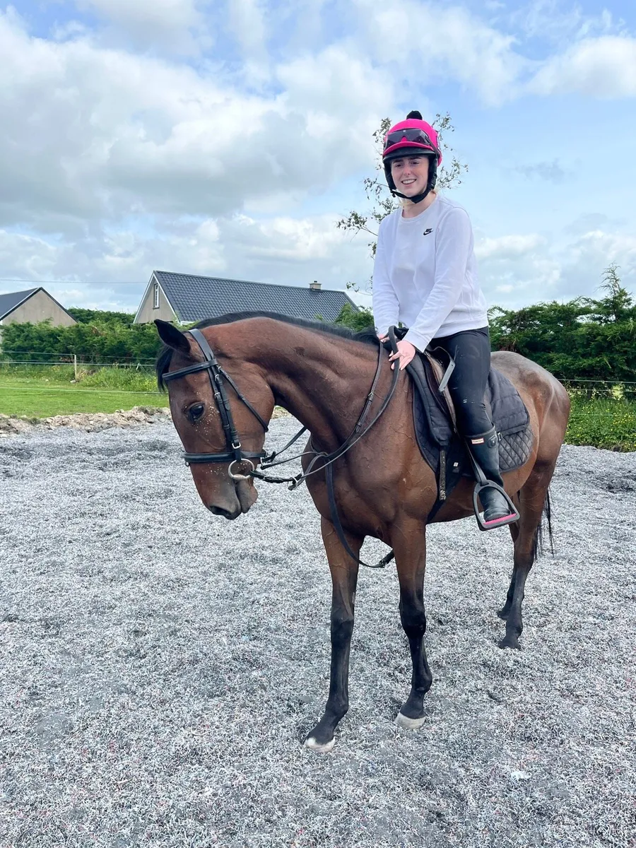 16hh Mare - Image 2