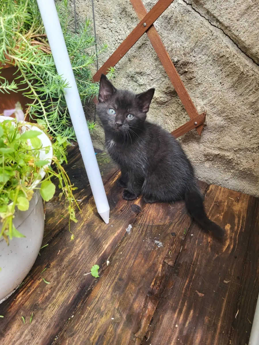 Male kitten - Image 3