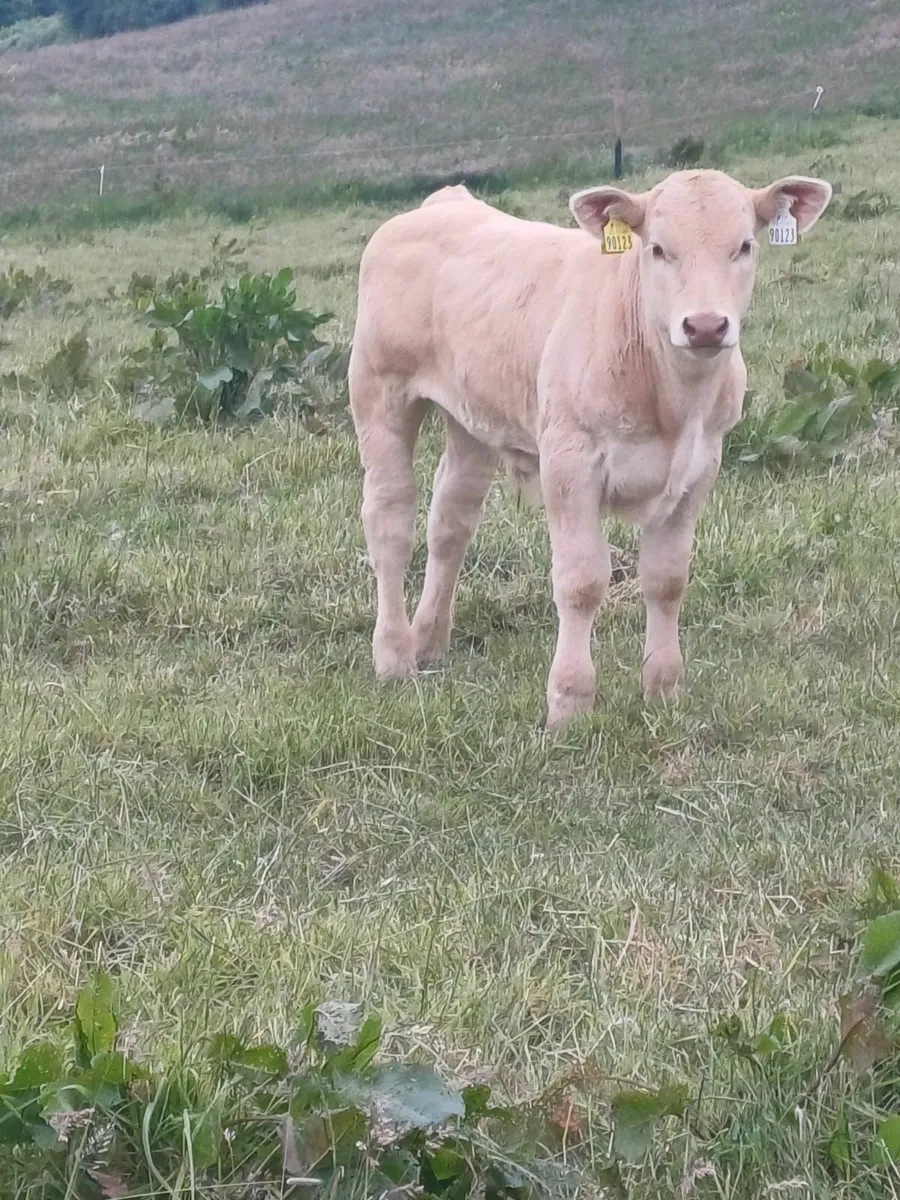4 STAR GENOTYPED COW & CALF - Image 3