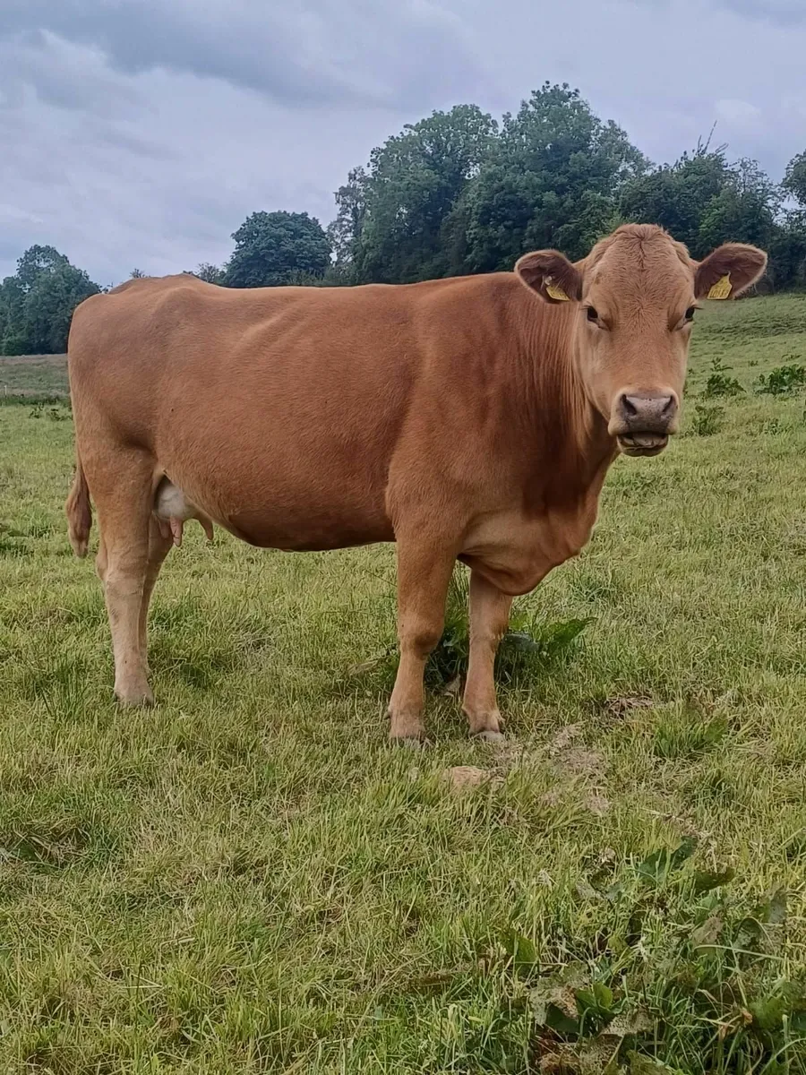 4 STAR GENOTYPED COW & CALF - Image 4
