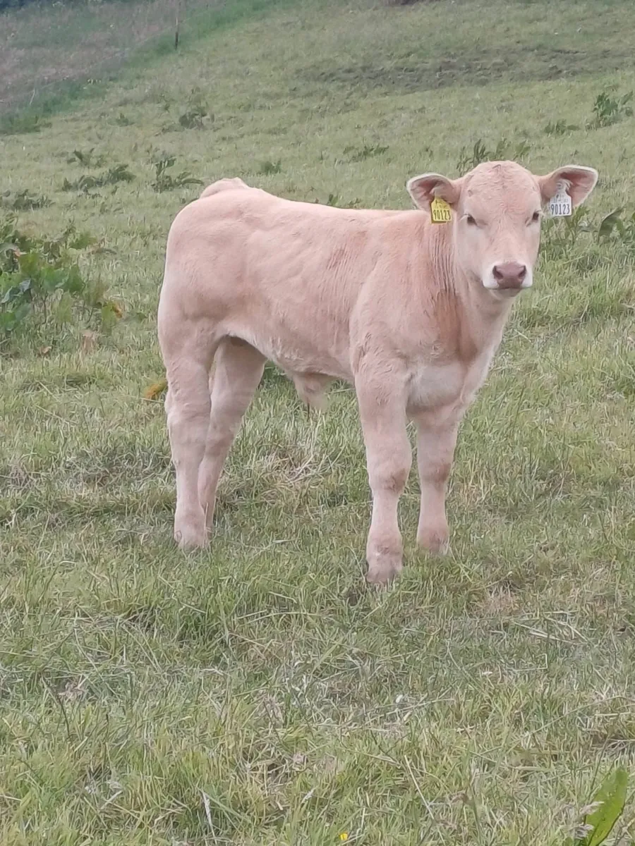 4 STAR GENOTYPED COW & CALF - Image 1