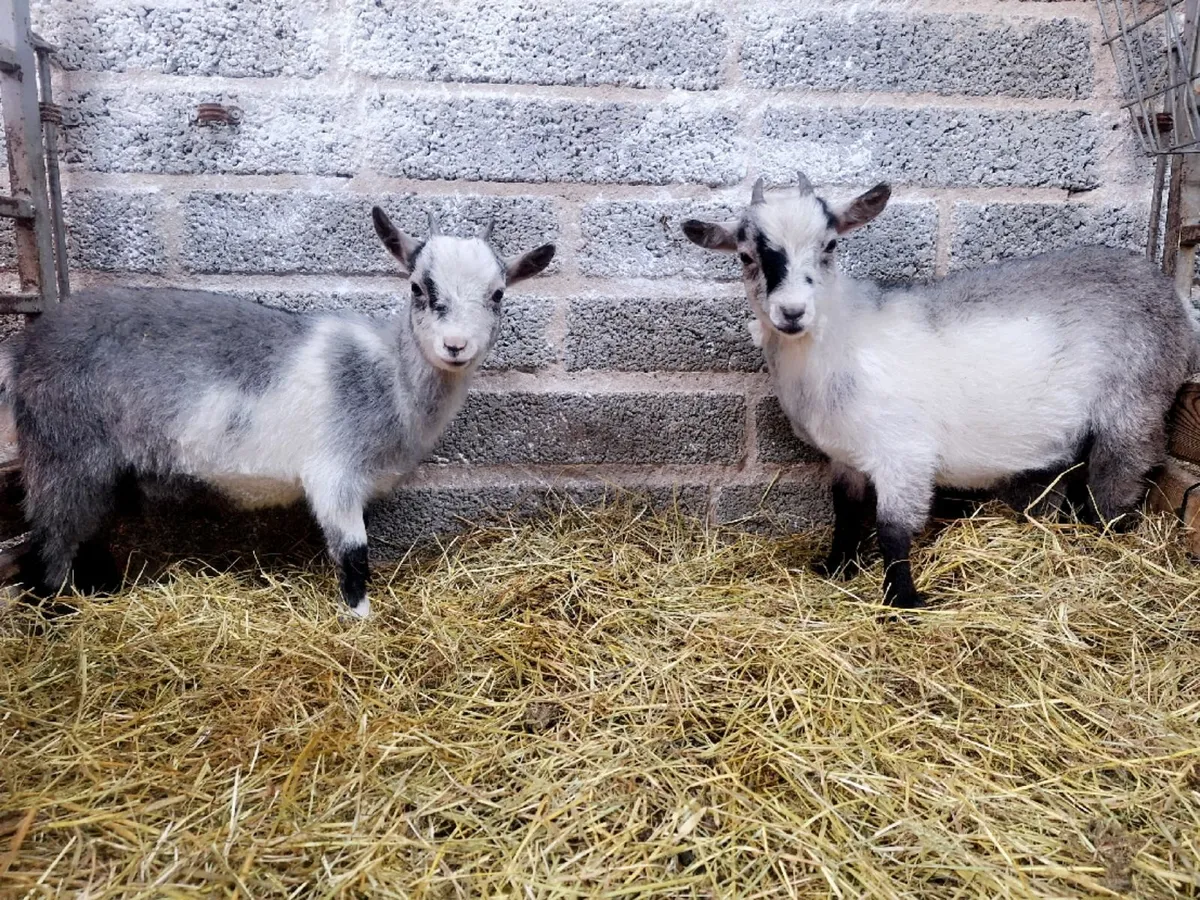 🌟  *Pygmy Pair PBNR (breeding female) - Image 1