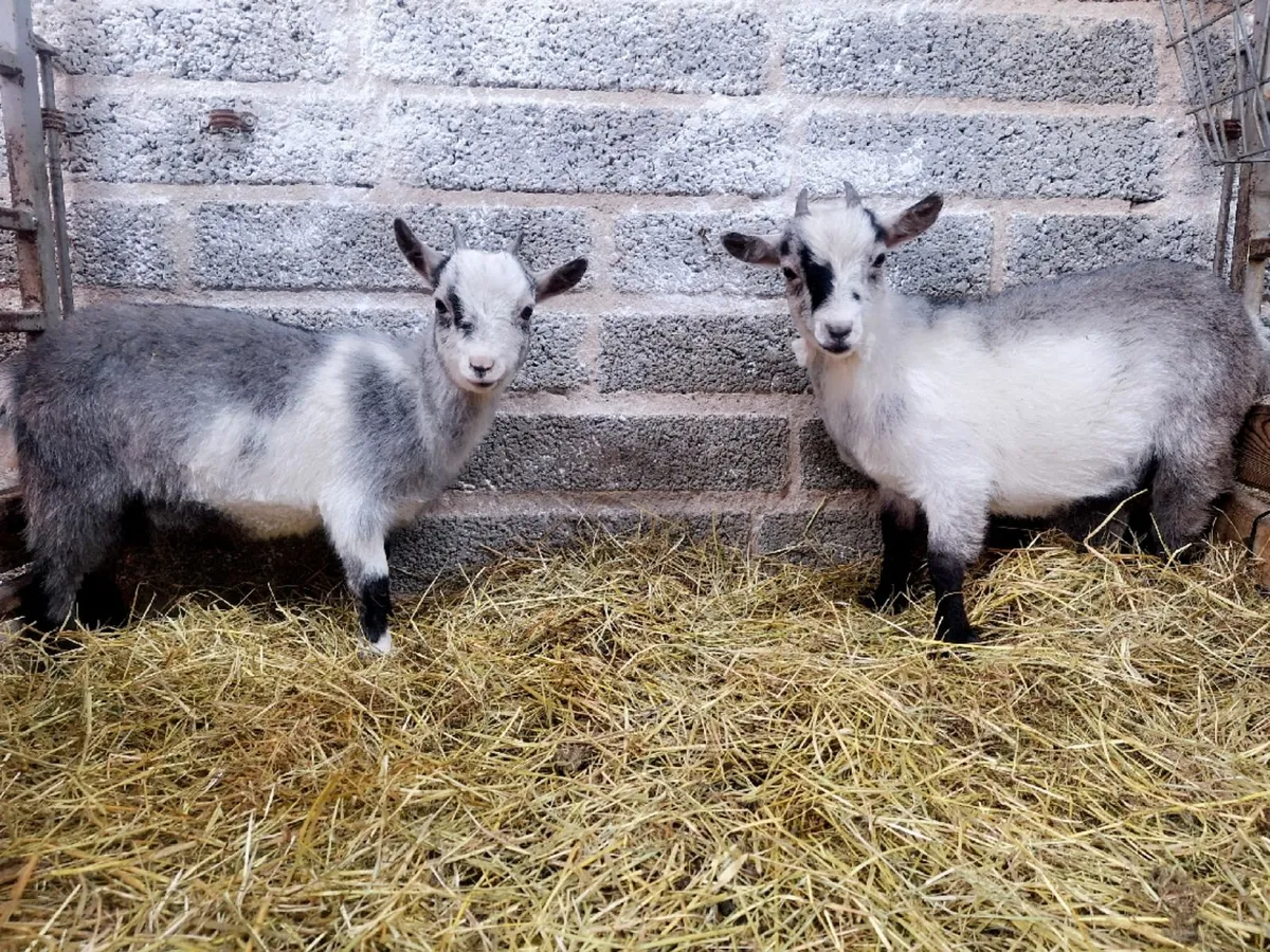 🌟  *Pygmy Pair PBNR (breeding female) - Image 2