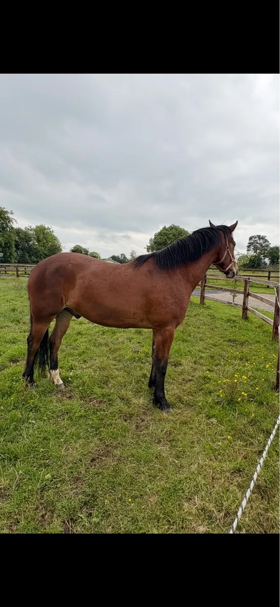 3yr old gelding by Portlaois First Touch - Image 3
