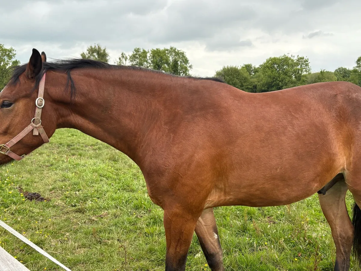 3yr old gelding by Portlaois First Touch - Image 4