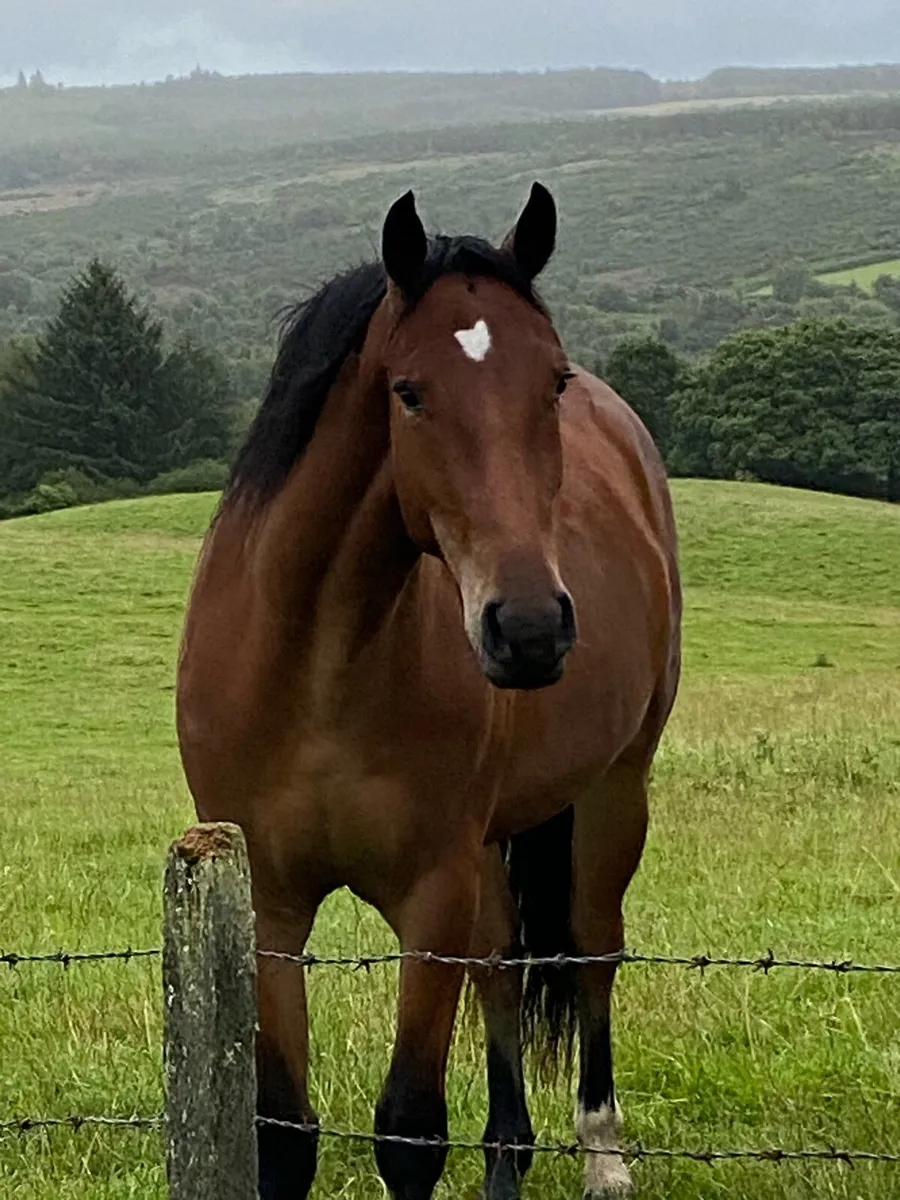 3yr old gelding by Portlaois First Touch - Image 1