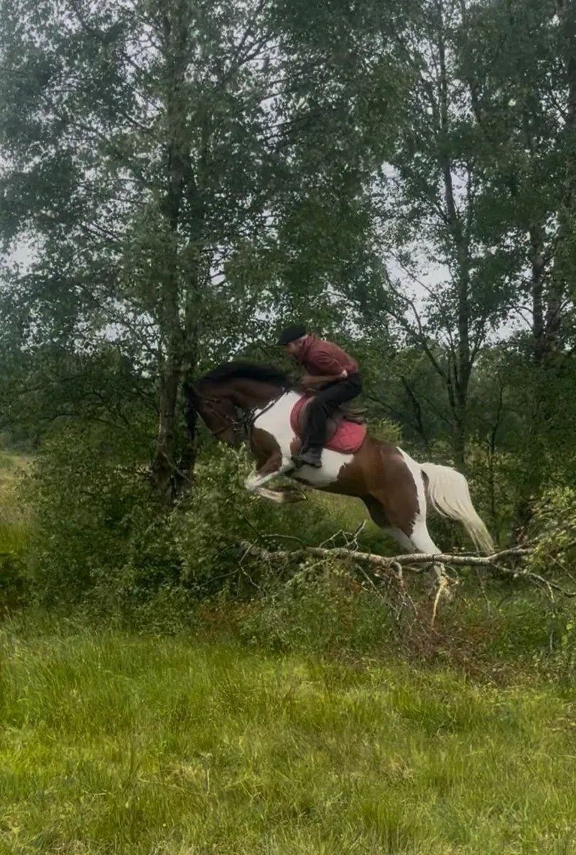 Horse - Image 1