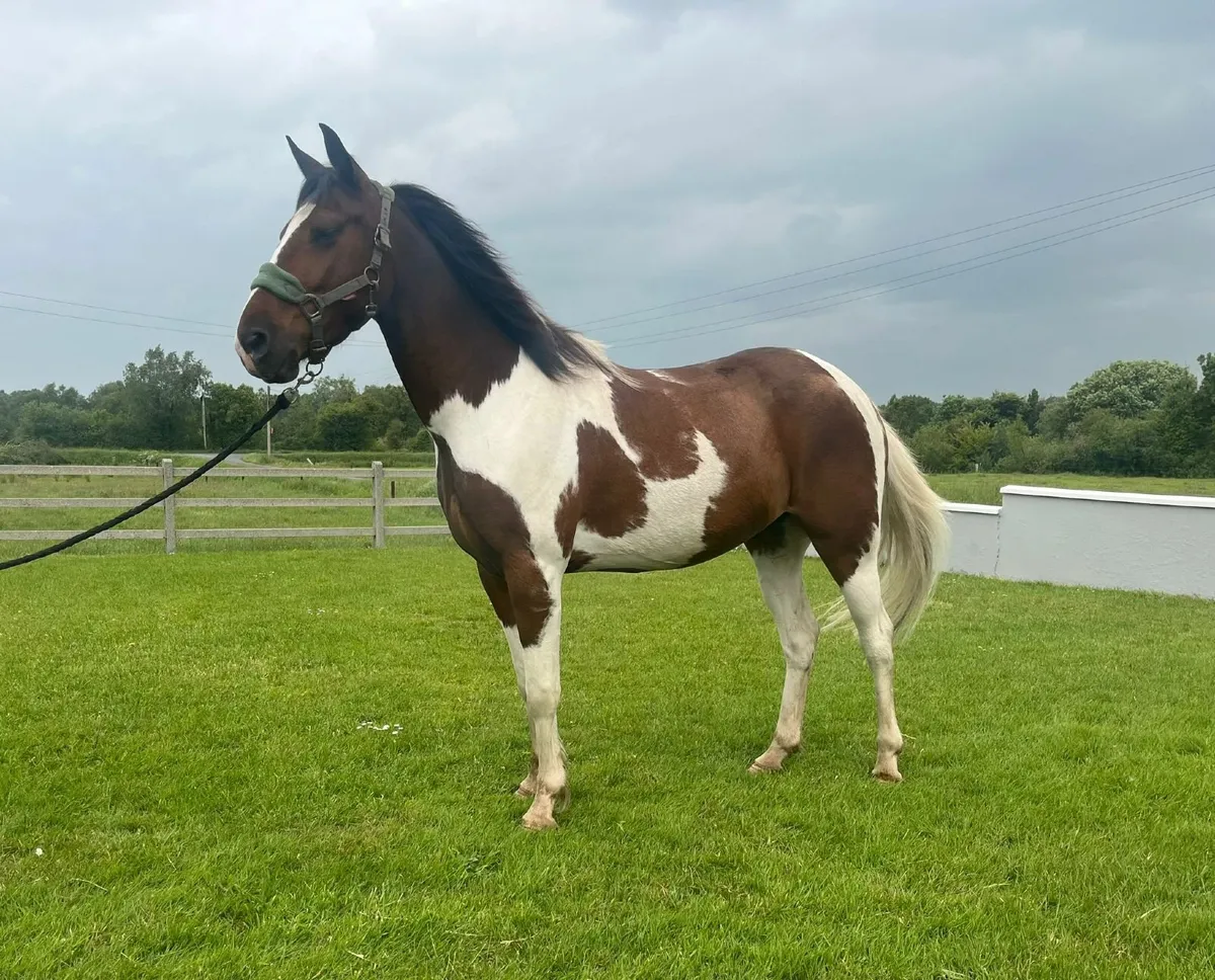 Horse - Image 3
