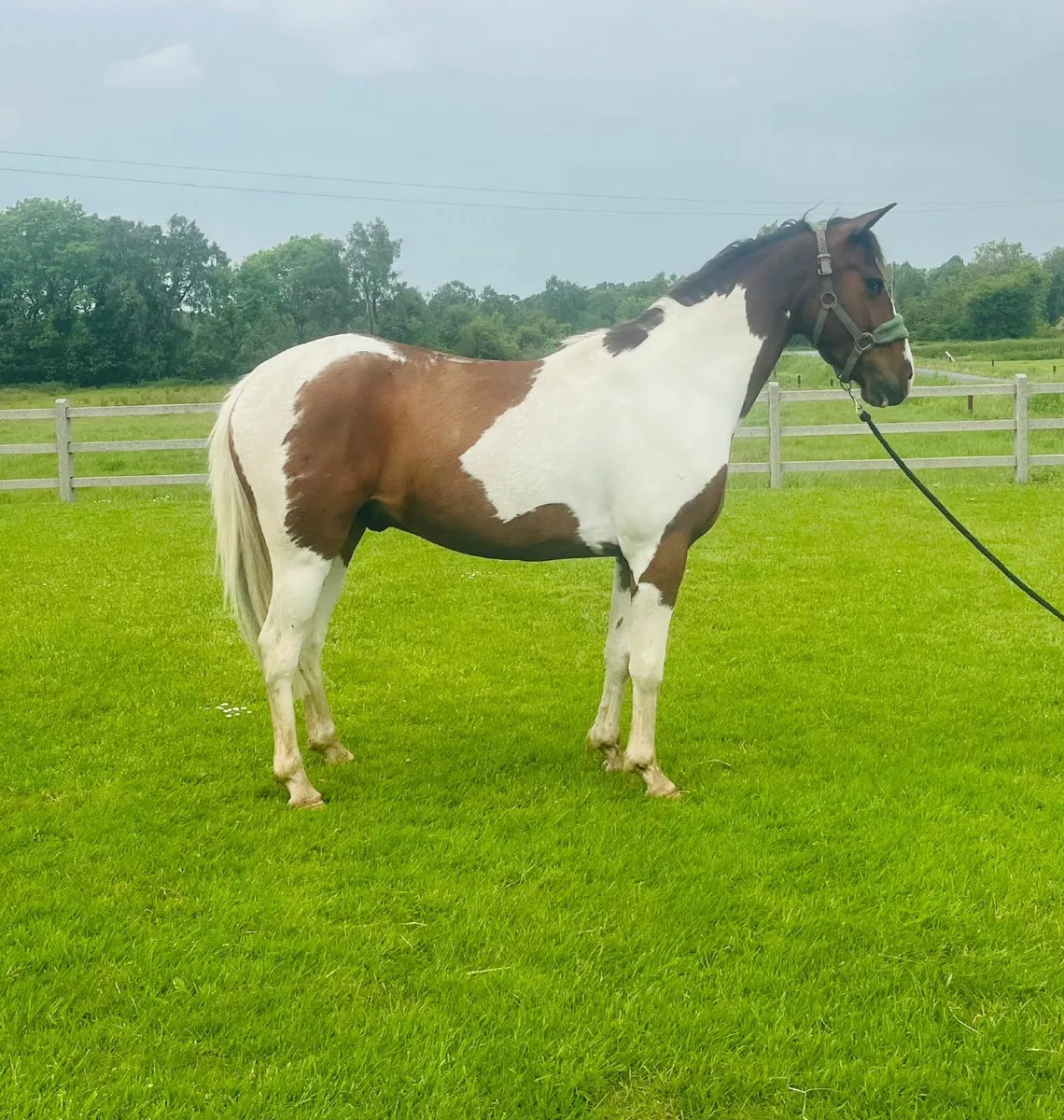 Horse - Image 4