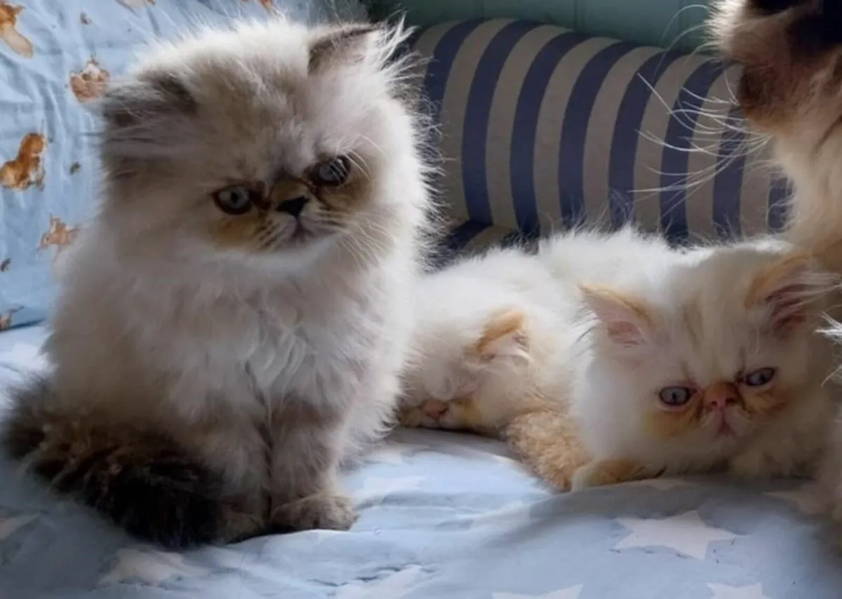 Registered Pedigree Persian (Himalayan) Kittens - Image 1