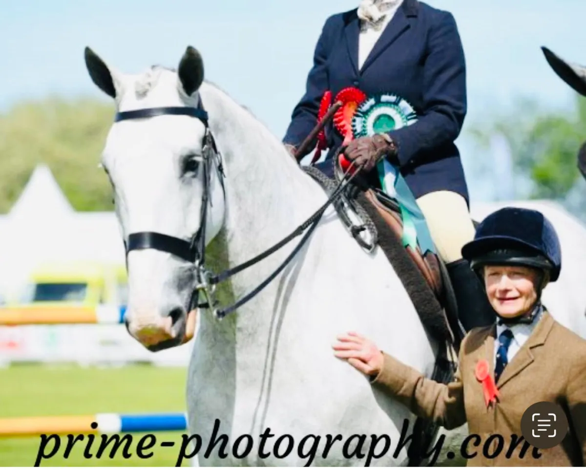 2025 - Balmoral Reserve Champion HW Hunter - Image 2