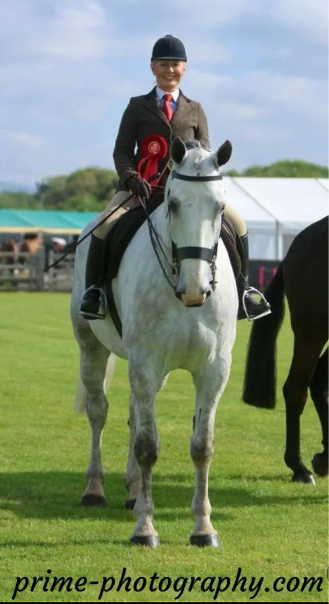 2025 - Balmoral Reserve Champion HW Hunter - Image 4