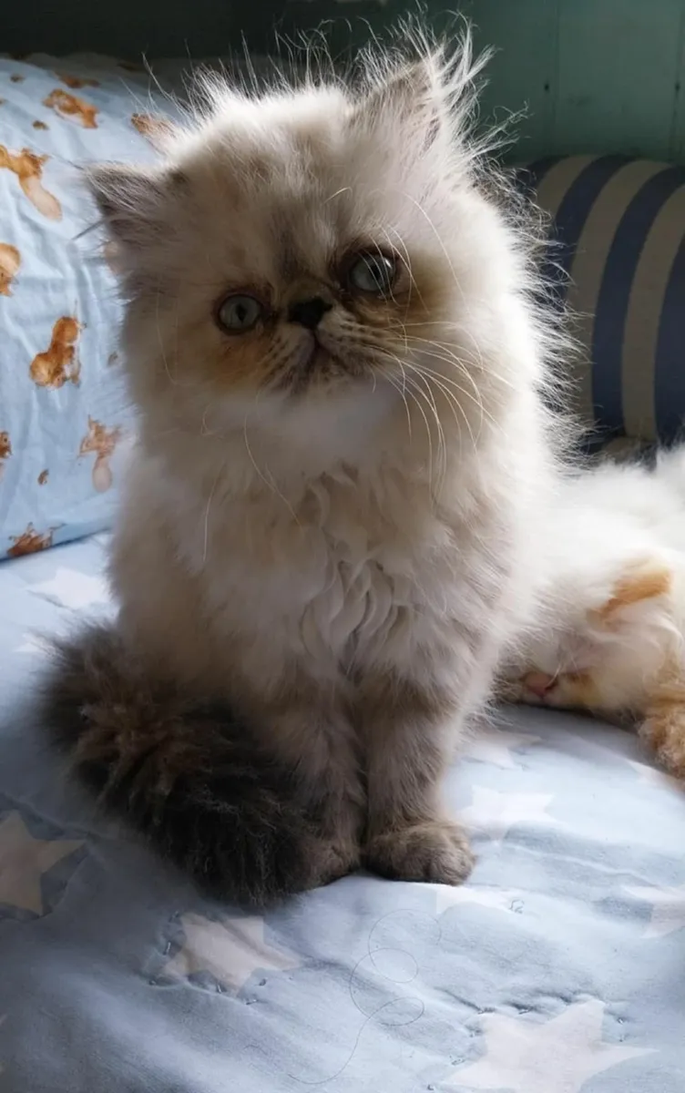Registered Pedigree Persian (Himalayan) Kittens - Image 2