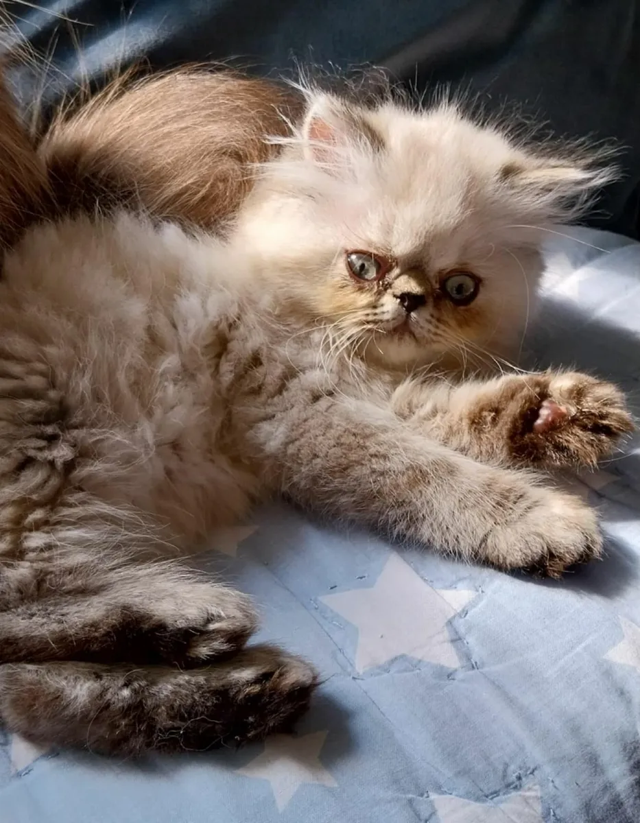 Registered Pedigree Persian (Himalayan) Kittens - Image 3