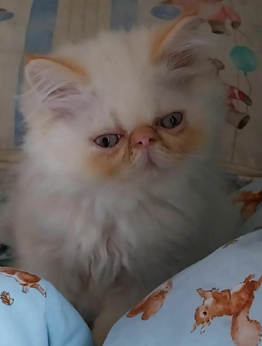 Registered Pedigree Persian (Himalayan) Kittens - Image 4