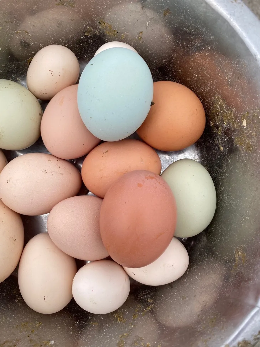 Fertile hen + duck eggs - Image 3
