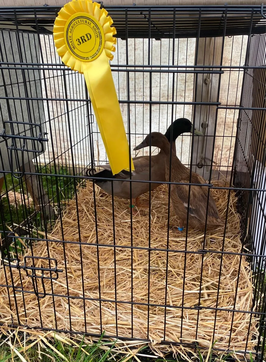 Fertile hen + duck eggs - Image 4