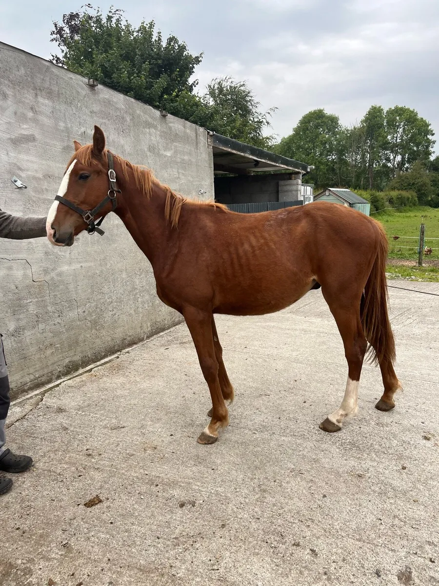 2 year old gelding and yearling filly - Image 1