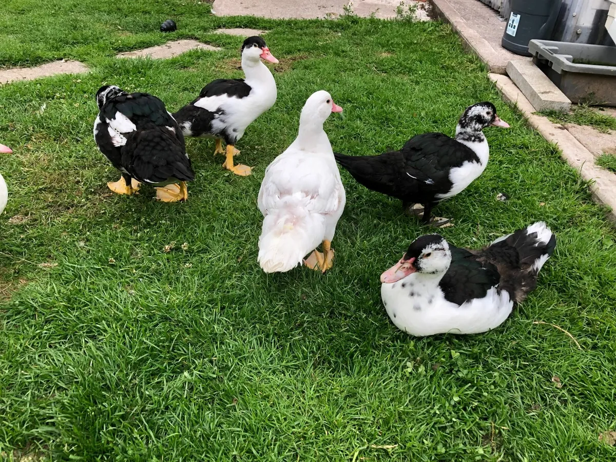 Muscovy ducklings - Image 1