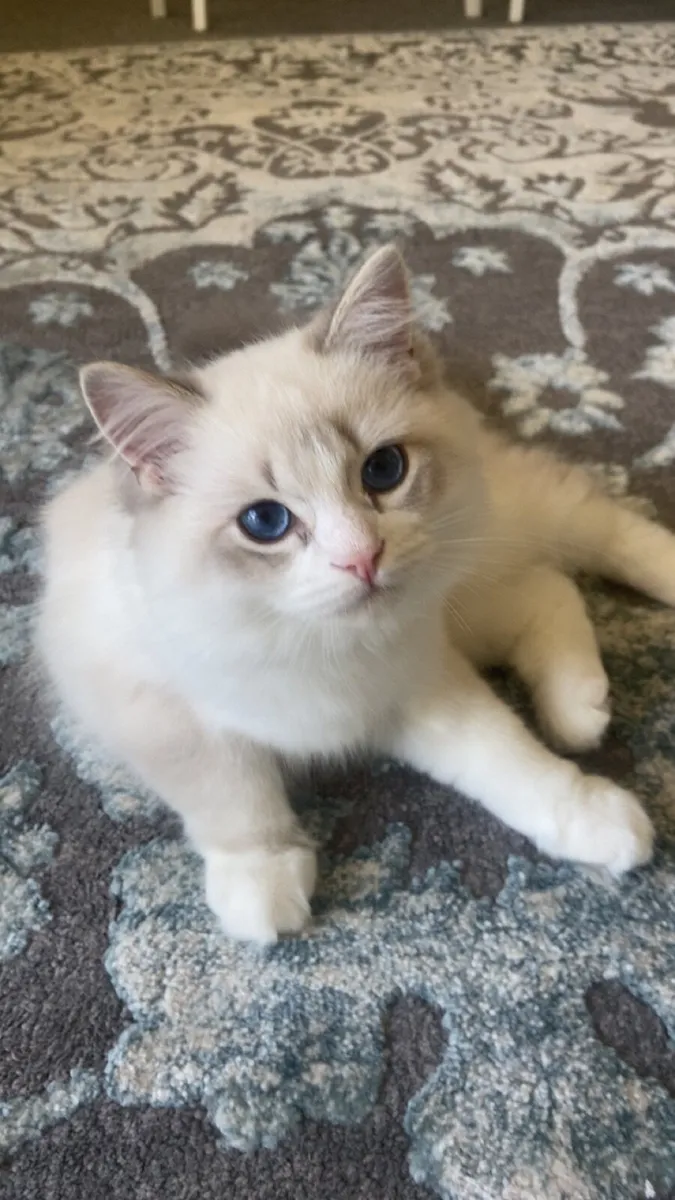 Ragdoll - Image 1