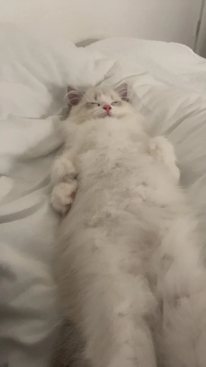 Ragdoll - Image 2