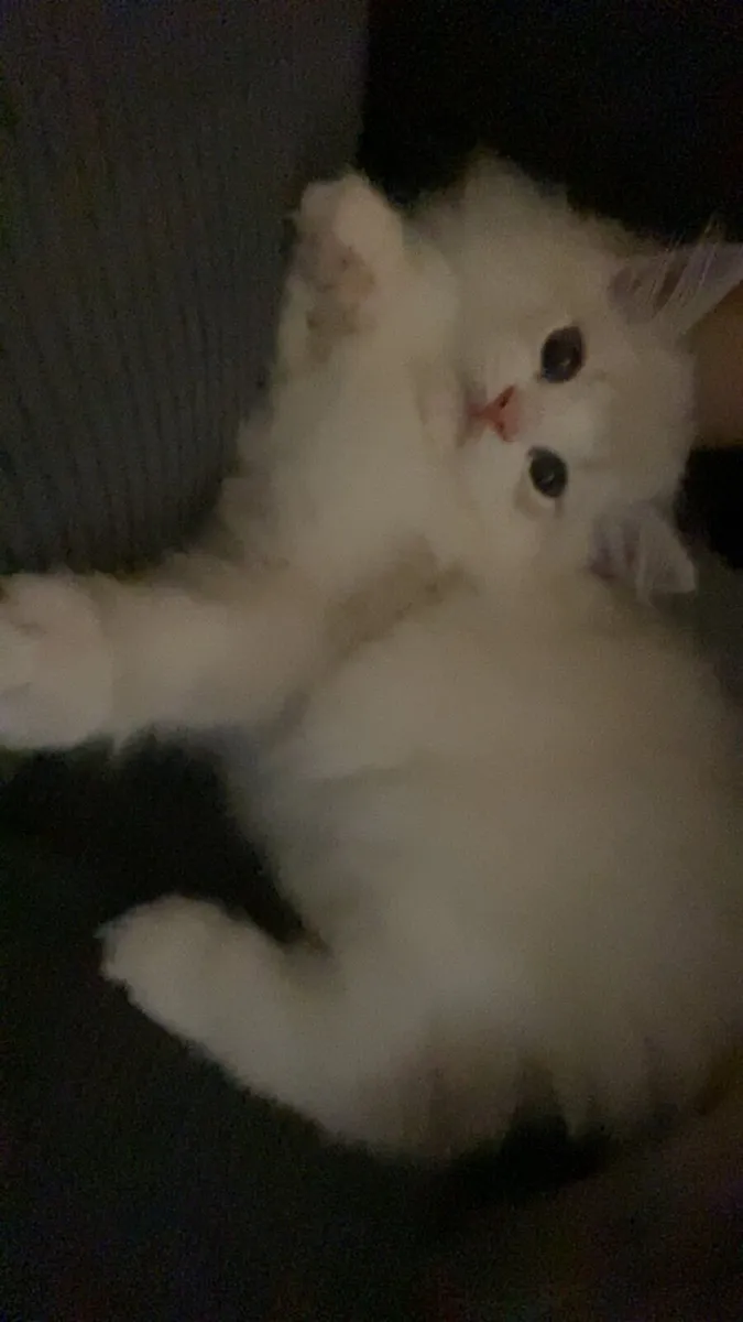 Ragdoll - Image 4