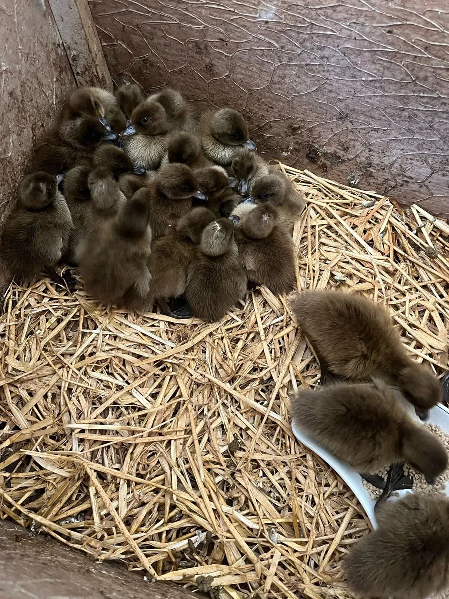 Fertile hen + duck eggs - Image 1