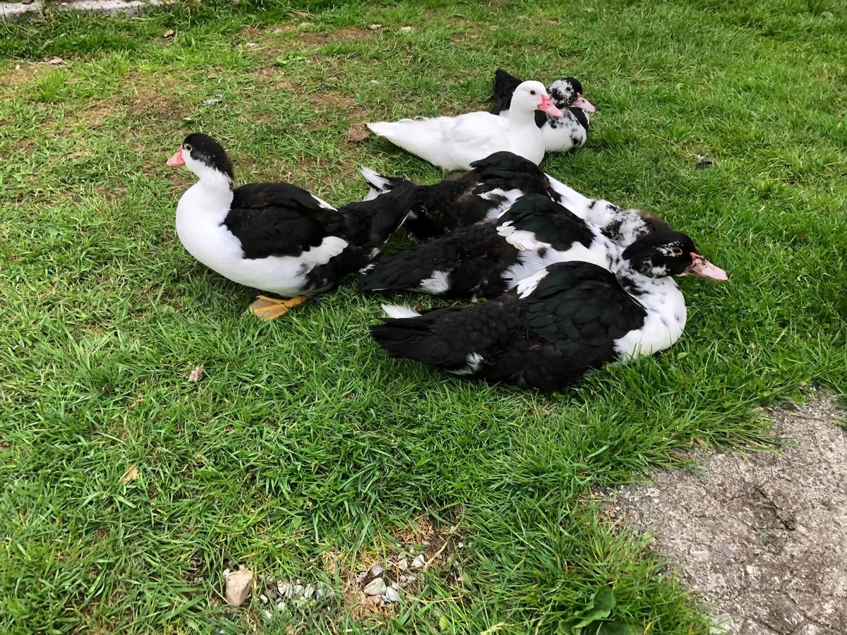Muscovy ducklings - Image 3