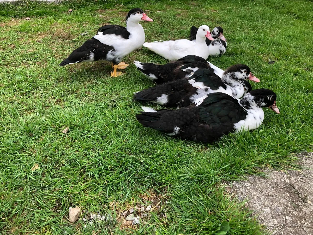 Muscovy ducklings - Image 4
