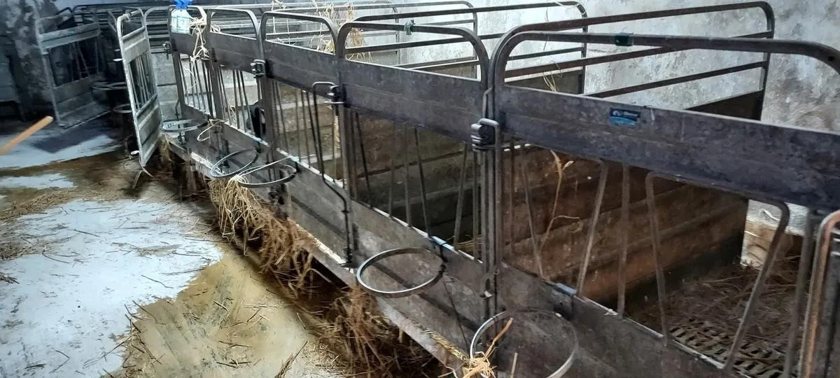 Calf pens - Image 1