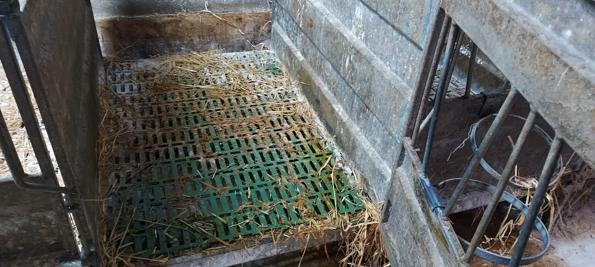 Calf pens - Image 2