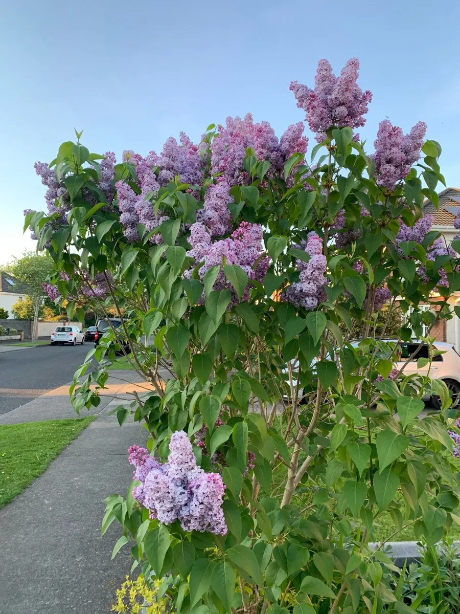 Lilac - Image 4