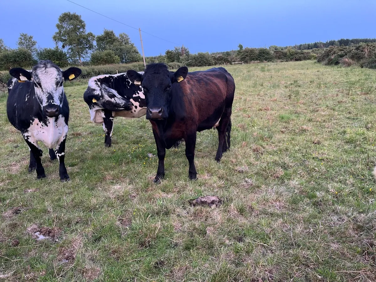 Cows - Image 1