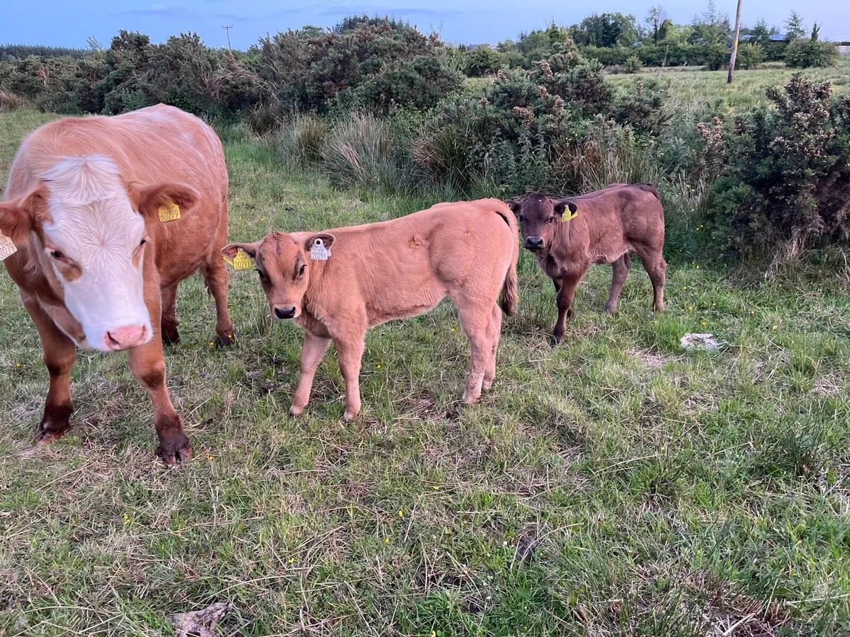 Cows - Image 2
